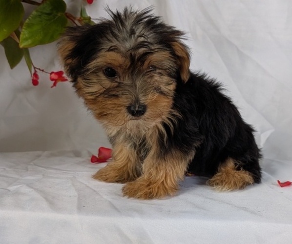 Medium Photo #35 Yorkshire Terrier Puppy For Sale in GOSHEN, IN, USA