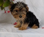 Small #11 Yorkshire Terrier