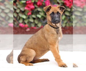 German Shepherd Dog Dogs for adoption in Seattle, WA, USA