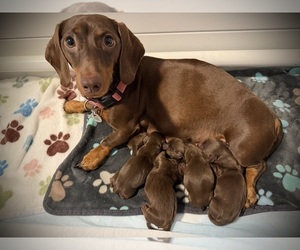 Medium Dachshund