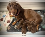 Small Photo #5 Dachshund Puppy For Sale in ROCKWALL, TX, USA