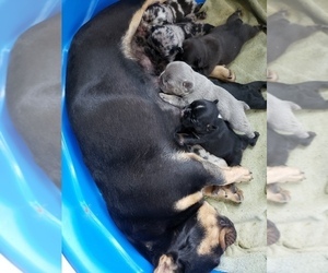 Mother of the French Bulldog puppies born on 05/04/2023