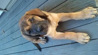 Mastiff Puppy for sale in AVA, MO, USA
