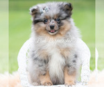 Small Photo #91 Pomeranian Puppy For Sale in WARSAW, IN, USA