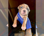 Puppy Puppy 6 American Bully