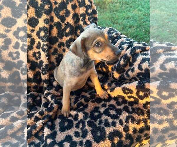 Medium Photo #1 Mutt Puppy For Sale in Royal Palm Beach, FL, USA