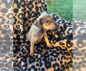 Mutt Dogs for adoption in Royal Palm Beach, FL, USA