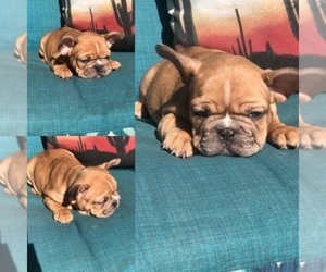 French Bulldog Puppy for sale in FRESNO, CA, USA