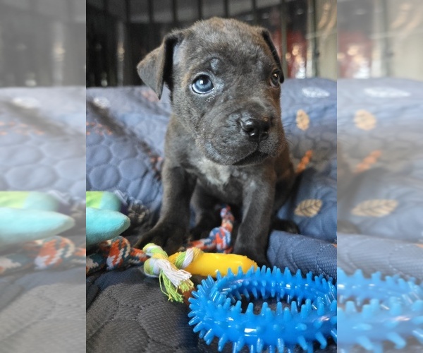 Medium Photo #8 Cane Corso Puppy For Sale in HENRY, VA, USA