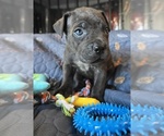 Small #7 Cane Corso