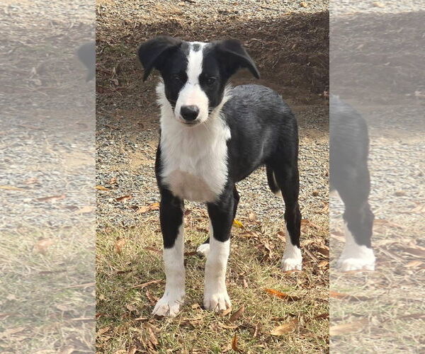 Medium Photo #7 Beagle-Border Collie Mix Puppy For Sale in Alexander, AR, USA