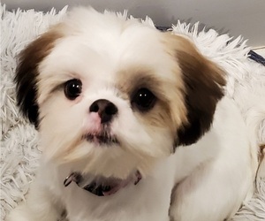 Mother of the Shih Tzu puppies born on 11/07/2022