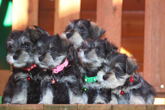 Schnauzer (Miniature) Puppy for sale in ANNISTON, AL, USA