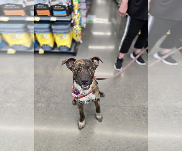 Medium Photo #1 Labrador Retriever-Plott Hound Mix Puppy For Sale in Minneapolis, MN, USA