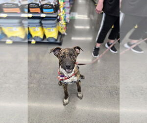 Labrador Retriever-Plott Hound Mix Dogs for adoption in Minneapolis, MN, USA