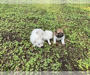 Pomeranian Puppy for Sale in MIDDLEBORO, Massachusetts USA