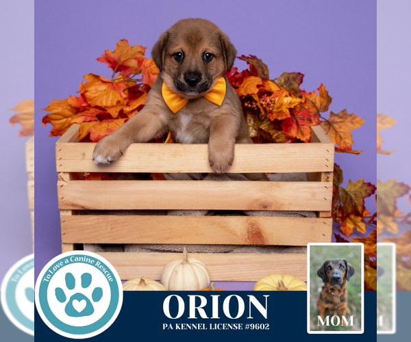 Medium Photo #3 Golden Retriever-Unknown Mix Puppy For Sale in Kimberton, PA, USA