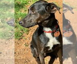 Small #10 Labrador Retriever Mix