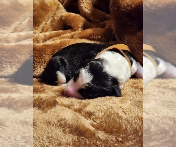 Medium Photo #2 Sheepadoodle Puppy For Sale in LEHI, UT, USA
