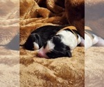 Small #1 Sheepadoodle