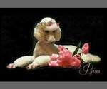 Small Photo #34 Poodle (Standard) Puppy For Sale in MANCHESTER, MI, USA