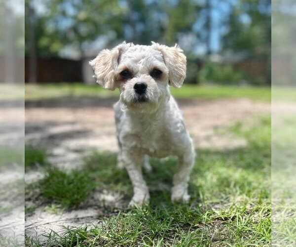 Medium Photo #2 Maltipoo (Miniature) Puppy For Sale in Spring Lake, NC, USA
