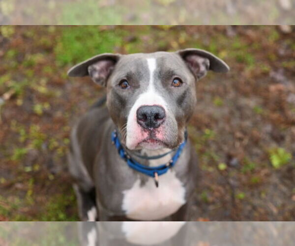 Medium Photo #22 American Pit Bull Terrier Puppy For Sale in Gloversville, NY, USA