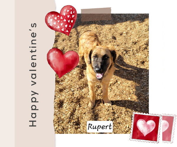 Medium Photo #1 Golden Retriever-Unknown Mix Puppy For Sale in Granbury, TX, USA