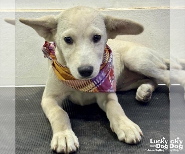 Medium Photo #1 Labrador Retriever-Unknown Mix Puppy For Sale in Washington, DC, USA