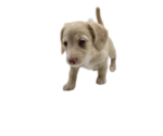 Small Photo #20 Dachshund Puppy For Sale in BALLWIN, MO, USA