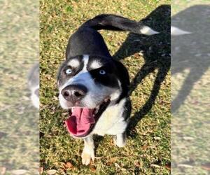 Siberian Husky-Unknown Mix Dogs for adoption in Texas City, TX, USA