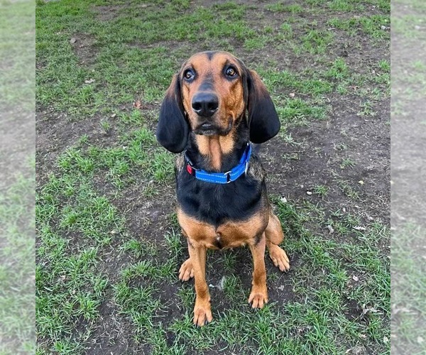 Medium Photo #4 Coonhound Puppy For Sale in Muskegon, MI, USA