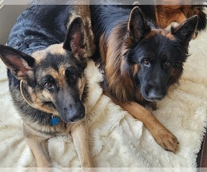Mother of the German Shepherd Dog puppies born on 10/12/2025