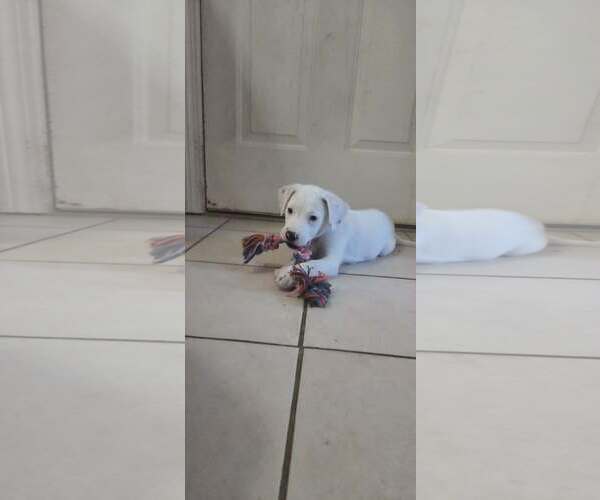 Medium Photo #5 Mutt Puppy For Sale in pomfret, CT, USA