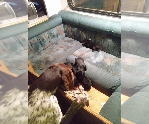 Medium Photo #12 Belgian Malinois-German Shorthaired Pointer Mix Puppy For Sale in SALINAS, CA, USA