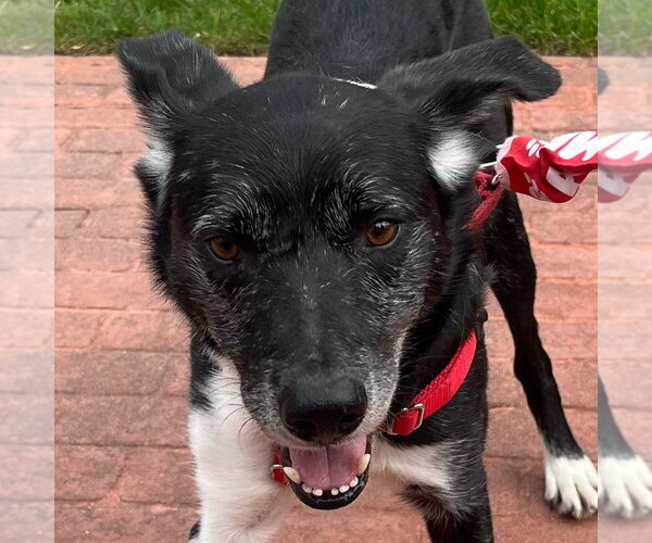Medium Photo #35 Border Collie Puppy For Sale in Canton, CT, USA