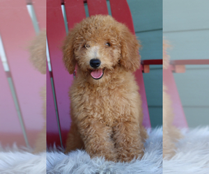 Goldendoodle (Miniature) Puppy for sale in ITASCA, TX, USA
