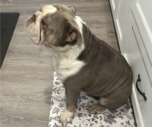 Father of the English Bulldog puppies born on 07/10/2026