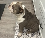 Small Photo #1 English Bulldog Puppy For Sale in WEEKI WACHEE, FL, USA