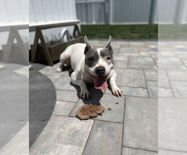 Medium Photo #1 Mutt Puppy For Sale in Cape May, NJ, USA