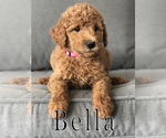 Small Photo #11 Goldendoodle Puppy For Sale in UTOPIA, TX, USA