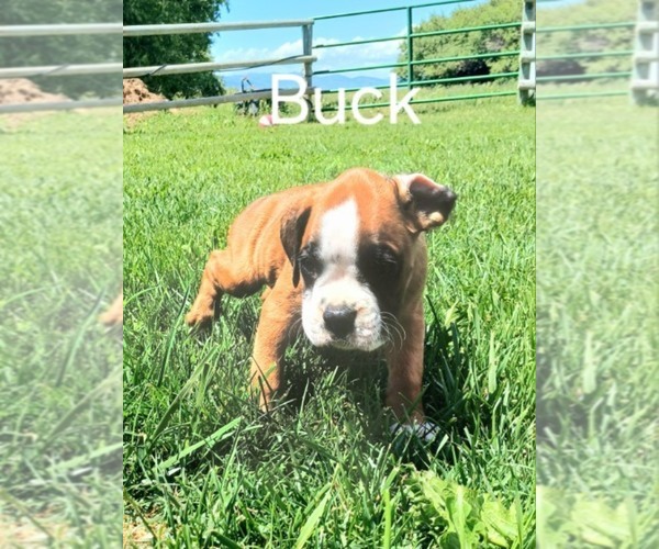 Medium Photo #4 Boxer Puppy For Sale in AFTON, WY, USA