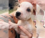 Small Mutt