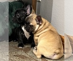 Small Photo #11 French Bulldog Puppy For Sale in BOLIVAR, MO, USA