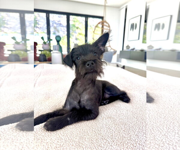 Medium Photo #1 Mutt Puppy For Sale in Marina Del Rey, CA, USA