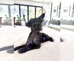 Small Mutt