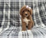 Small #4 Cavapoo