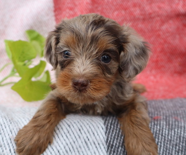 Medium Photo #8 Cavapoo Puppy For Sale in THORP, WI, USA