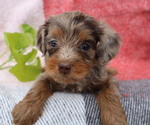 Small #2 Cavapoo
