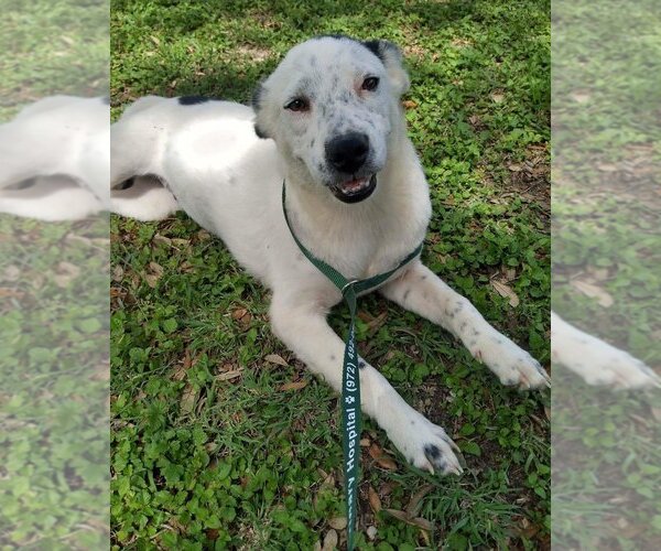 Medium Photo #2 Catahoula Leopard Dog-Unknown Mix Puppy For Sale in New York, NY, USA
